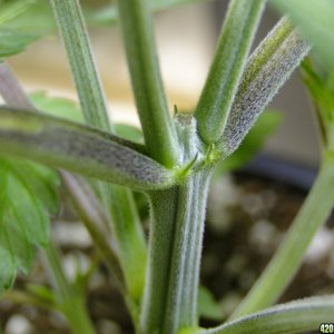 Organic Jilly Bean in Veg.-Day 1 of Sexing