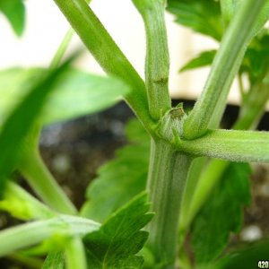 Organic Jilly Bean in Veg.-Day 1 of Sexing