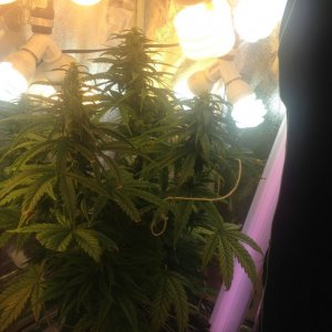 first grow weed plant cfl tent
