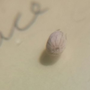 Seed