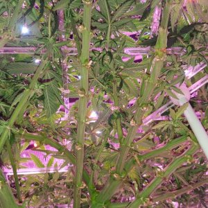 White Widow 1 in portable and adjustable ScrOG