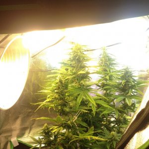 first grow flowering plant cfl tent