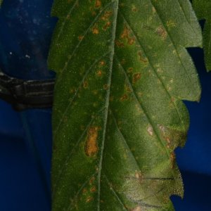 old mg deficiency leafs