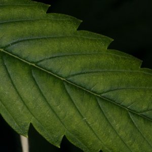 deficiency leafs