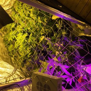 Scrog