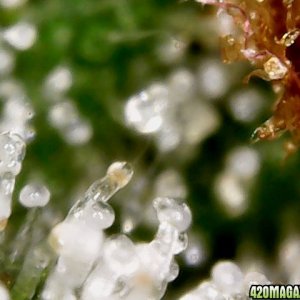 my first trichomes pics