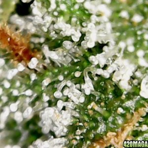 my first trichomes pics