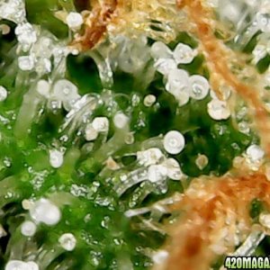 my first trichomes pics