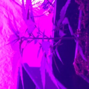 Spider 9 COB LED Grow Light