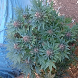 purple kush flower