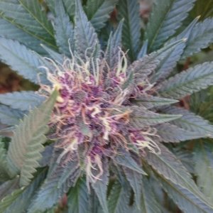 purple kush flower