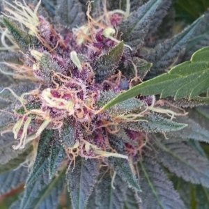 purple kush flower