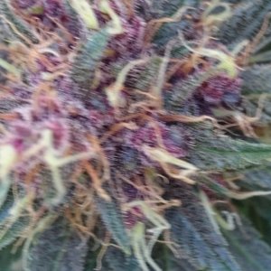 purple kush flower