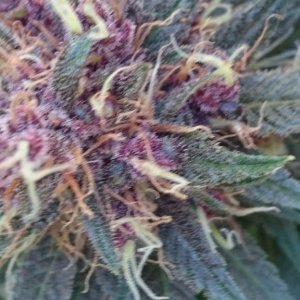 purple kush flower