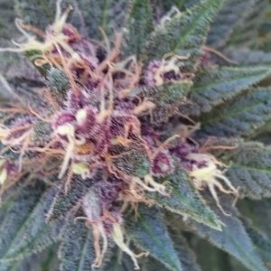 purple kush flower