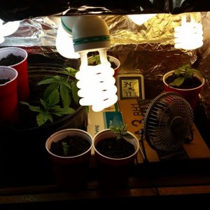 Grow box