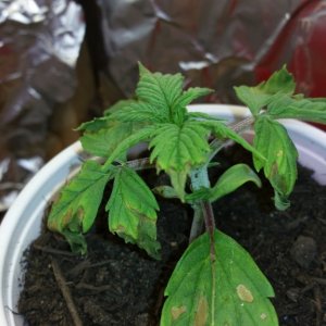 Dried up leaves after transplant