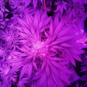 Spider COB LED Grow Light