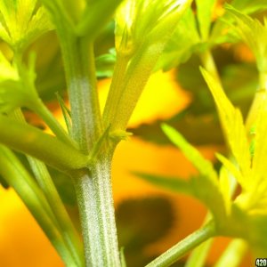 Male Flower