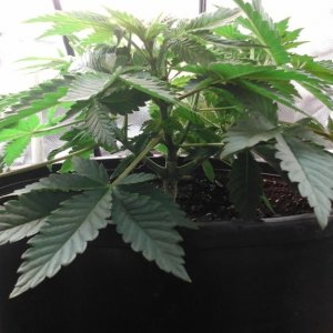 Barbara Bud Veg Week 4 (Day 32)