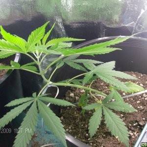 day 31 lst'ed