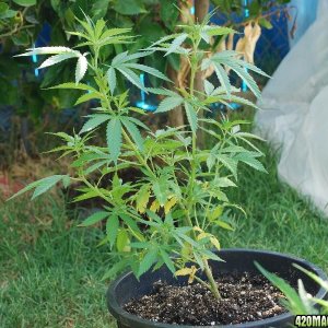 New clone outdoor grow