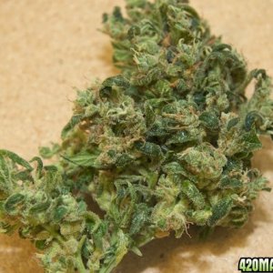 Papaya_bud2