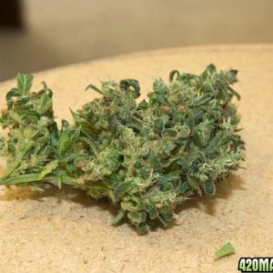 Papaya_bud3