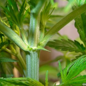 Female Jilly Bean Seedling-Transplant Day-12/15/15