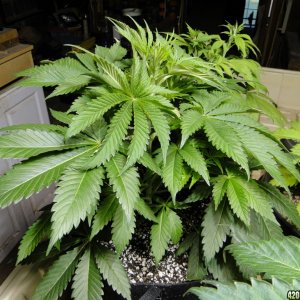 Organic Jilly Bean-Transplant Day-12/16/15