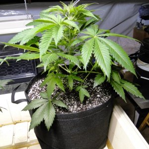 Organic Jilly Bean-Transplant Day-12/16/15