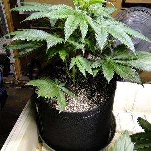 Organic Jilly Bean-Transplant Day-12/16/15