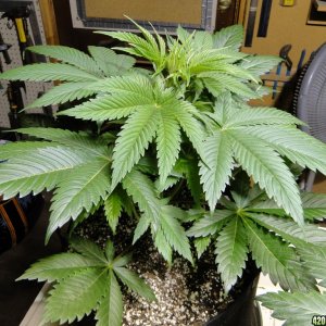 Organic Jilly Bean-Transplant Day-12/16/15