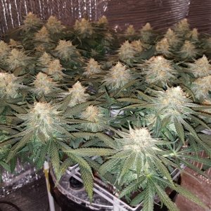 Day 35F White Widows in Portable ScrOGs