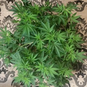 Chernobyl CFL grow 2