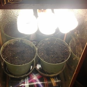 Haze Xtreme - Transplanted Seedling