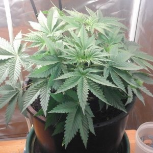 Barbara Bud Veg Week 5 (Day 36) & Started Nutrients