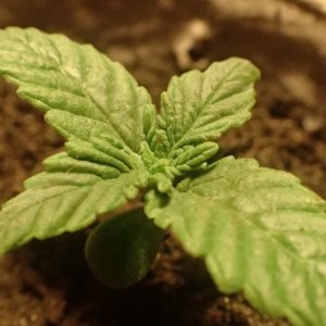 Young Seedling Bagseed