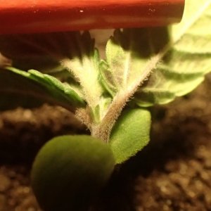 Young Seedling Bagseed