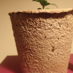 Young Seedling Bagseed