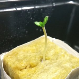 Sensi Skunk Seedling