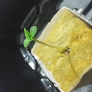 Sensi Skunk Seedling