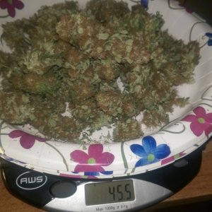 12-19 White Widow Weight