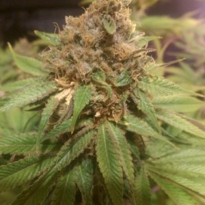 12-19 Blue Kush