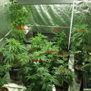 Veg Room