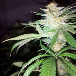 Agent Orange Bud