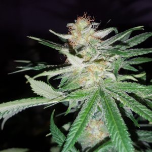 Agent Orange Bud