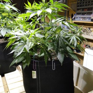 Organic Jilly Bean in Training-12/21/15