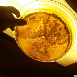 99% Isopropyl Alcohol Hash Oil