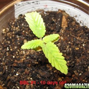 BBL 10 days old